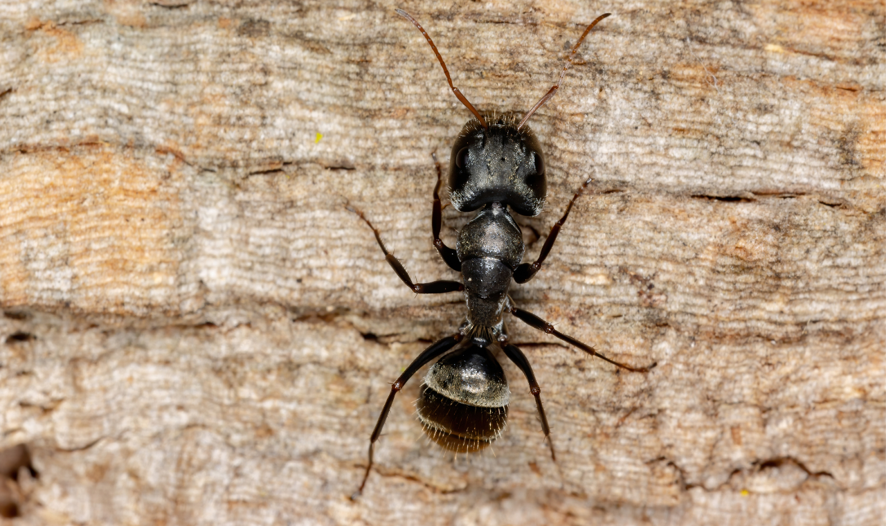 Carpenter Ant Origin 